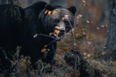 Konsta Punkka assets to Create Your Light Wildlife photography Nikon 7II article. 