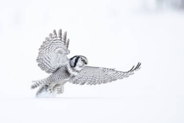 Nikon magazine assets for Lina Kayser's What I've Learned as series.