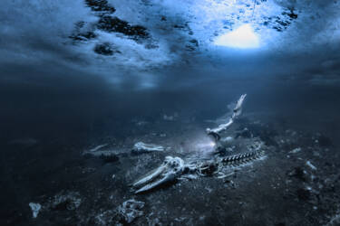 Nikon magazine - How to become an underwater photographer 