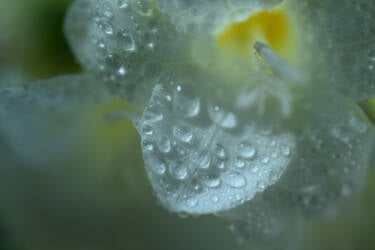 nikon-image