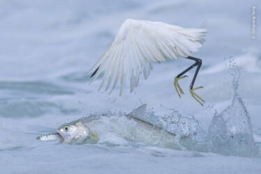 Nikon magazine - Wildlife Photographer of the Year