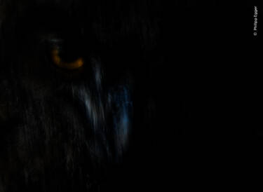 Nikon magazine - Wildlife Photographer of the Year