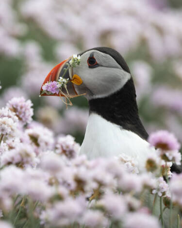 Nikon magazine - NIC spring challenge