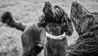 Nikon magazine - Alfie Bowen Pet photography
