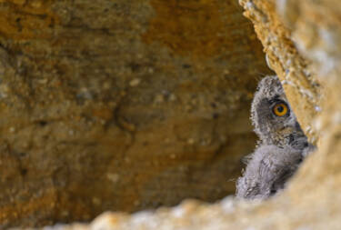 Nikon magazine - Josef Stefan's award-winning wildlife photography